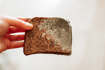 Mold stains on whole grain bread in hands close-up. Spoiled baked goods. Mold on bread.Stale bread. Whole grain bread in green mold.  - 788825921