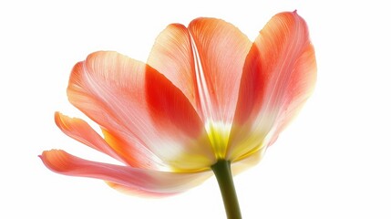 A stunning close up shot of a tulip set against a clean white background
