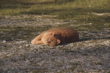 Outdoor pet cat lounging on ground for relaxing rest.
