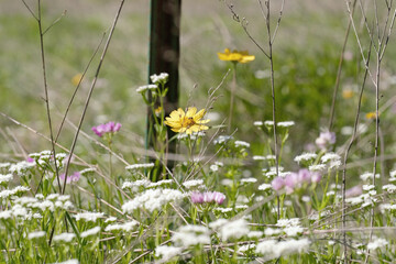 Texas wildflowers blooming in spring season sunshine.