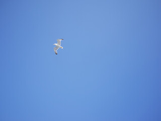seagull flying in the blue sky in istanbul