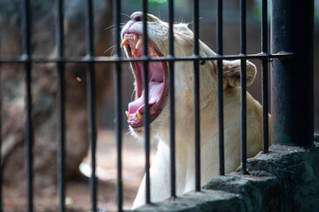 Close-up of white lion female in the zoo.