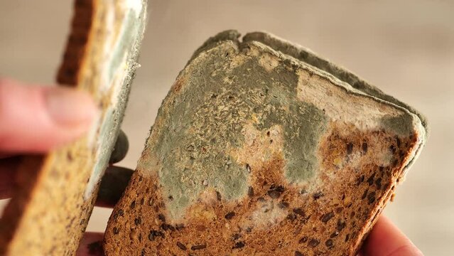 Whole grain bread in green mold.traces of mold on the fingers and pieces of bread.Expired product with mold. 4k footage