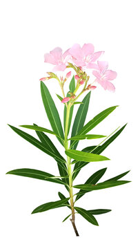 nerium oleander flowers. Arali flower of Kerala isolated transparent background