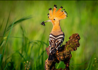 hoopoe perched on a log with bait for sun chickens
