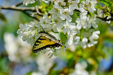 Eastern tiger swallowtail butterfly and white cherry blossoms in spring