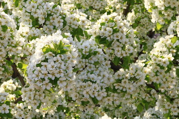spring background. flower of pear fruit. a tree with white flowers that says spring on it.