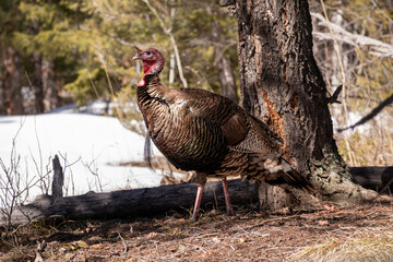 turkey hen trotting through the wilderness