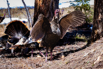 turkey hen standing tall spreading her wings - obrazy, fototapety, plakaty