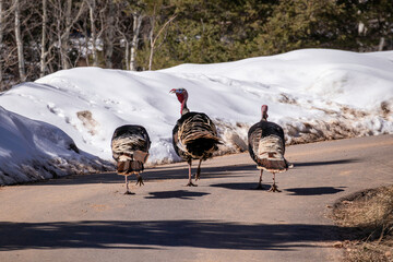 three turkeys trotting together with snow in the background