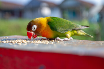 Lovebird Parrot (Agapornis Personatus) animal closeup (Burung Cinta)
