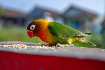 Lovebird Parrot (Agapornis Personatus) animal closeup (Burung Cinta)