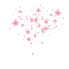 Cherry blossom illustration 