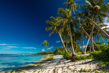 Tropical beach on south side of Samoa Island with coconut palm trees - obrazy, fototapety, plakaty