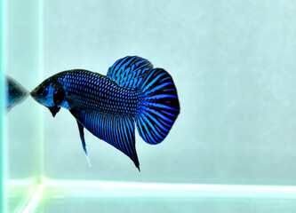 Betta fish halfmoon plakat or short tail, Siamese fighting fish on isolated grey or blue background