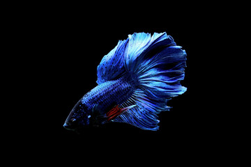 Betta fish halfmoon or long tail, Siamese fighting fish on isolated black background