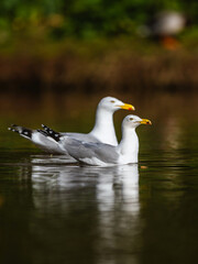 European Herring Gull, Larus argentatus on lake