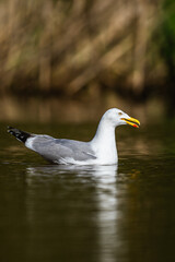 European Herring Gull, Larus argentatus on lake - 788840383
