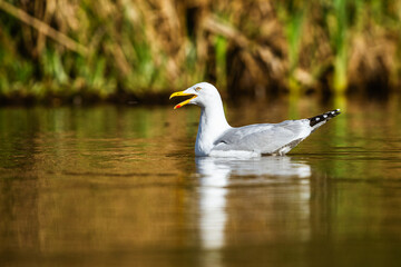 European Herring Gull, Larus argentatus on lake - 788840385