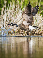 Canada Goose, Branta canadensis, bird running on water. - 788840386
