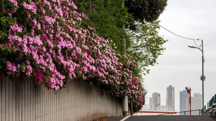Tuinposter 丘の上に咲くツツジと高層ビル © 映彦 松葉