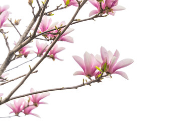 pink magnolia flower spring branch isolated on white background - 788841338