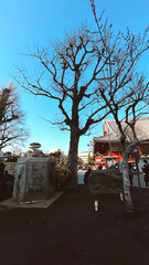 Tokyo, Japon. March 29, 2024: Beautiful colorful landscapes with blue sky at Kaminarimon, the gate of Sensoji temple.