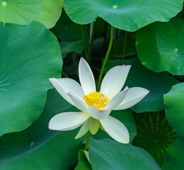 White lotus flower in garden pond - 788841364