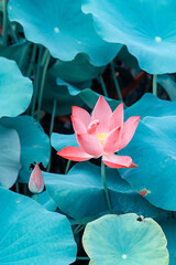 lotus flower blooming in summer pond with green leaves as background - 788841385