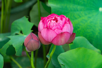 lotus flower blooming in summer pond with green leaves as background - 788841393