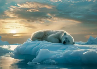 Foto op Canvas polar bear laying piece ice sleepy atmospherics early morning asleep beyond horizon © Cary
