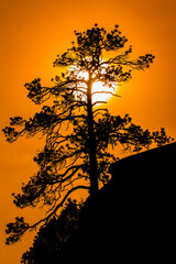 Fototapeta premium Smoky Silhouette