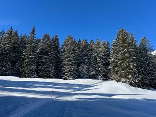 Excellently arranged and cleaned winter trails for walking, hiking, sports and recreation in the area of the tourist resorts of Valbella and Lenzerheide in the Swiss Alps - Switzerland (Schweiz)