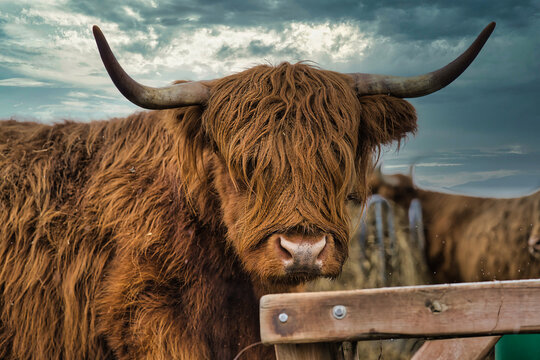scottish highland cow