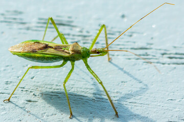 A Tiny Bug