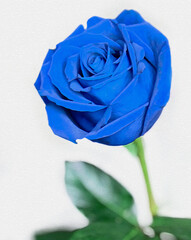 Blue rose on a stem. Single rose flower with a white textured background.