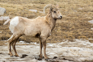 Big Horn Sheep
