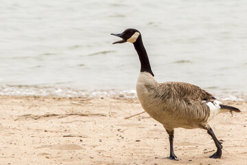 Canadian Goose