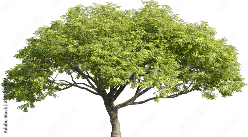 Poster realistic 3d rendering of a tree on transparent background, suitable for architecture visualization,