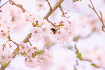 蜜を求めて桜に飛来するマルハナバチ
