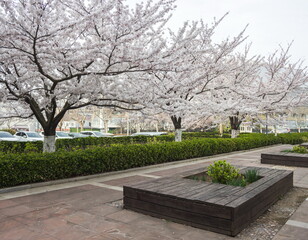 Spring time in Qingdao. Sakura blossom. Landscape of ZhongShan Park.