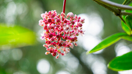 Medinilla speciosa (Parijata, Parijoto, Showy Asian Grapes). The fruit contains significant levels of antioxidants and beta-carotene, so it is believed to increase pregnancy fertility