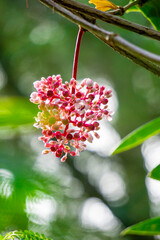 Medinilla speciosa (Parijata, Parijoto, Showy Asian Grapes). The fruit contains significant levels of antioxidants and beta-carotene, so it is believed to increase pregnancy fertility