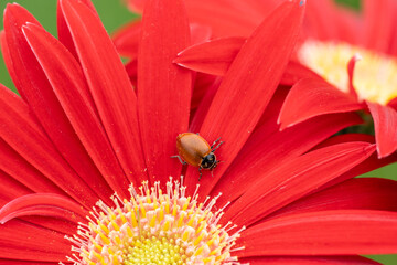 Close-up of ladybug  crawling on colorful red daisy in spring