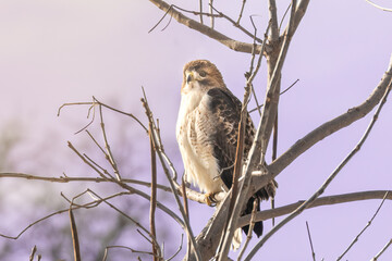 Red Tailed Hawk (Buteo jamaicensis) surveys its domain. Up in a tree at sunset, browns and rusty reds adorn the raptor. Young bird of prey watching for a meal to catch with talons - obrazy, fototapety, plakaty