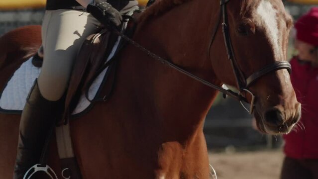 From the elegant arch of the horse's neck to the poised posture of the rider, every detail speaks to the beauty and discipline of the equestrian sport. Young girl on a horse at a riding school