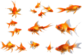 Diverse goldfish collection isolated on transparent background. Perfect for aquatic designs and decorative graphics.