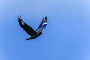 青空バックに優雅に飛ぶブッポウソウ成鳥