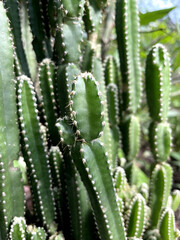 cactus in the garden