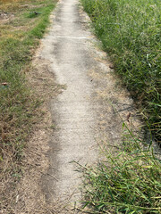 pathway in green park
